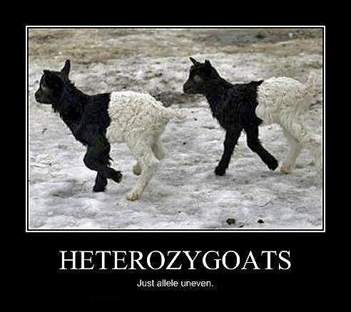 "Heterozygoats: just allele uneven." in one of those black-framed memes format.

Two small goats (kids) each with black front halves and white back halves, frolicking on a snowy field.  This was stolen from the Internet, because it's been a particularly long day of gut punches and we could all use some cheering up.