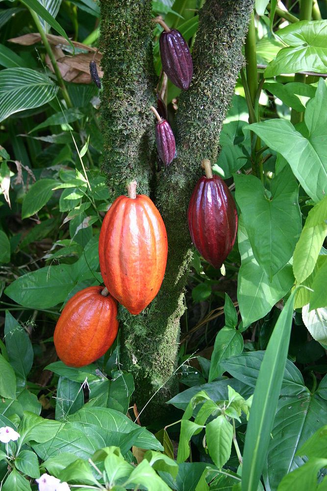 "A cacao tree with fruit pods in various stages of ripening. Taken on the Big Island (Hawaii) in the botanical gardens."
"Chocolate is created from the cocoa bean. A cacao tree with fruit pods in various stages of ripening."
Photo by Medicaster, Wikimedia
