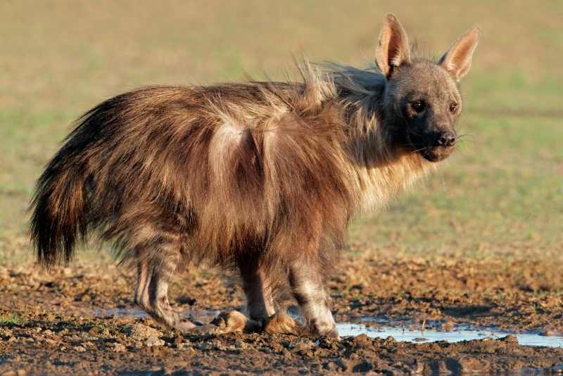 A dog-like hyena with a thick, long coating of hair, and zebra-striped legs.  The face is hairless, almost nude, with alert, upright ears, eyes that seem anxious or maybe happy.

The fur is brown with darker tips and tail.  Behind the animal is a muddy waterhole and some very thin green grass over sandy soil.

Credit:  Nico Smit, EcoView-Fotolia