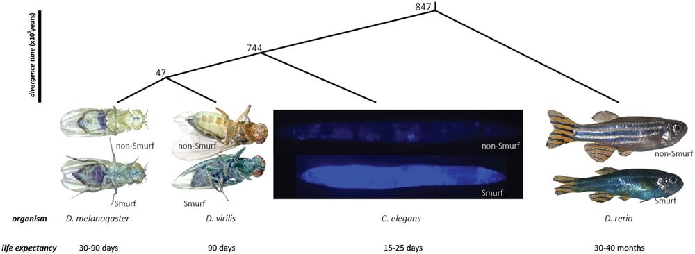 From Dambroise et al (2016) "Two phases of aging separated by the Smurf transition as a public path to death"
"(A) Phylogenic tree of the three studied organism. (B) We previously described the Smurf phenotype as the dramatic age-related increase of intestinal permeability in Drosophila melanogaster observed by feeding individuals a non-absorbed food dye. We show here that it is possible to observe a similar intestinal permeability in evolutionarily distant organisms, two other Drosophila species D. virilis and D. mojavensis as well as the nematode Caenorhabditis elegans and the vertebrate Danio rerio. The pictures presented are of female Drosophila, hermaphrodite nematodes and female zebrafish."