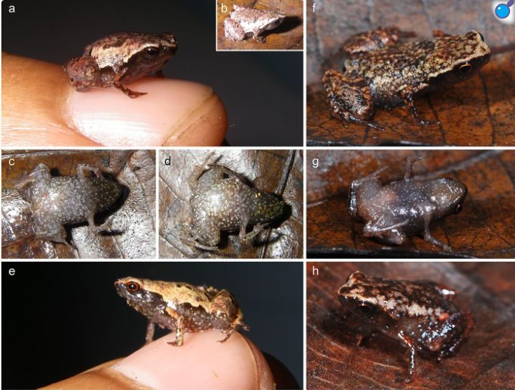 A scientific figure from a paper, showing the frogs ventral and dorsal surfaces and one on a fingernail.

Original text:
"(a-c) ZSM 861/2014, holotype, in (a) anterolateral view on a thumbnail, (b) dorsolateral view on a leaf, (c) ventral view. (d, e) ZSM 862/2014, paratype, in (d) ventral view, and (e) lateral view on a thumbnail. (f, g) ZMB 83194, paratype, in (f) dorsolateral view, and (g) ventral view."