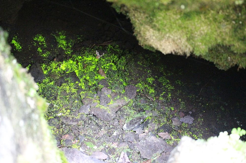 A broken cave entrance with some indirect light penetrating reveals a bright green, luminous growth mottled across grey rock.  The darker part of the cave continues just above the green and grey rock.

Source: https://en.wikipedia.org/wiki/Schistostega#/media/File:Hikarigoke_Schistostega.JPG