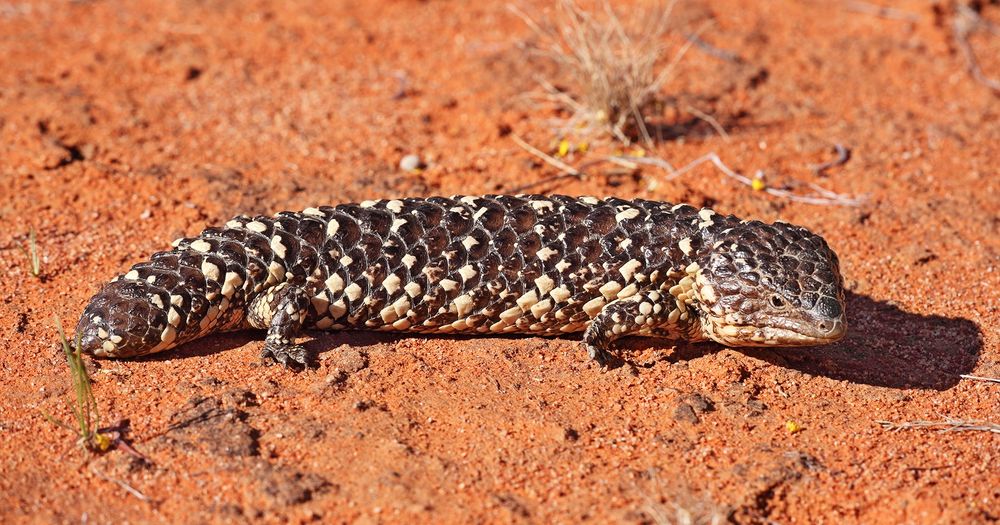 A vaguely pinecone-shaped lizard (skink) with blunt tail and similar head.  Coloration is predominantly black  with yellow banding.  It looks towards the camera with the body in profile.  It's sitting on red sand/dirt with a small tuft of yellow vegetation.
"Eastern Shingleback, photographed near Cameron's Corner in South Australia"
CREDIT:  Benjamint444, Wikimedia
