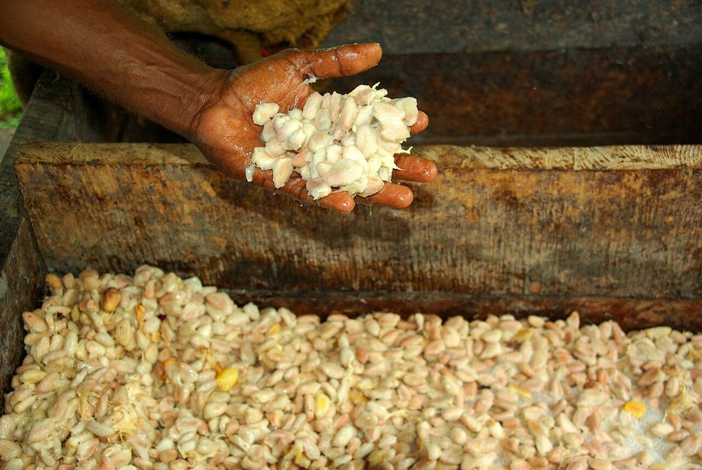 "Cocoa farmer David Kebu Jnr holding fermenting cocoa beans."
"Photo taken by Irene Scott for AusAID. (13/2529)"