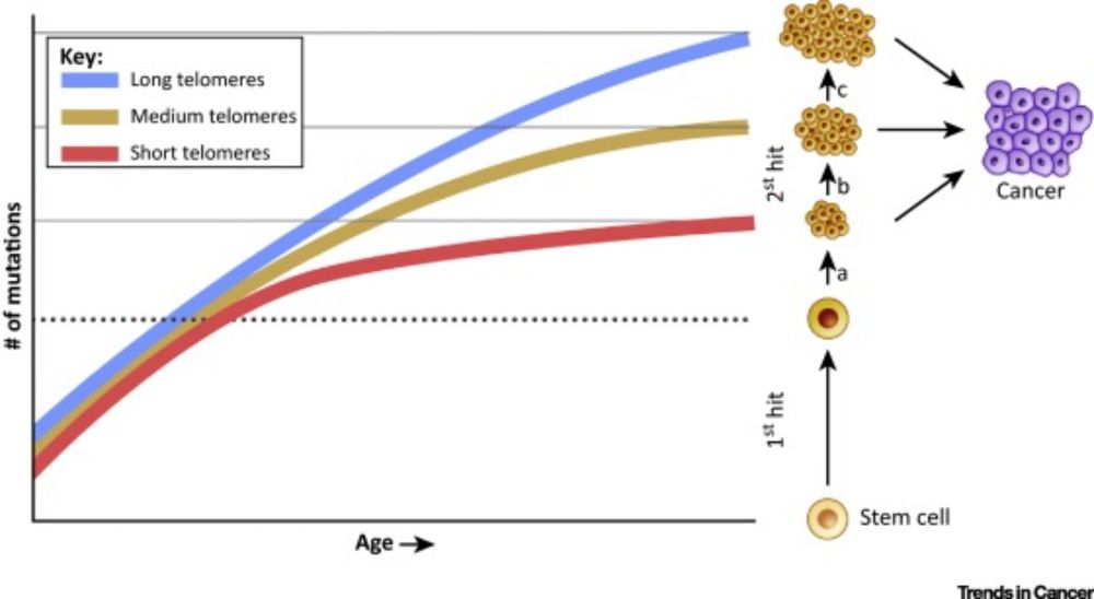 Mutations, Cancer and the Telomere Length Paradox