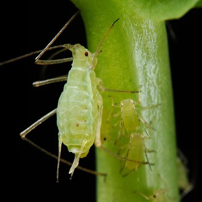 Pea aphids extracting sap from the stem and leaves of garden peas.  One large and two small green-colored insects feed on a green stalk.  The background is a flat black.

Shipher Wu (photograph) and Gee-way Lin (aphid provision), National Taiwan University - PLoS Biology,