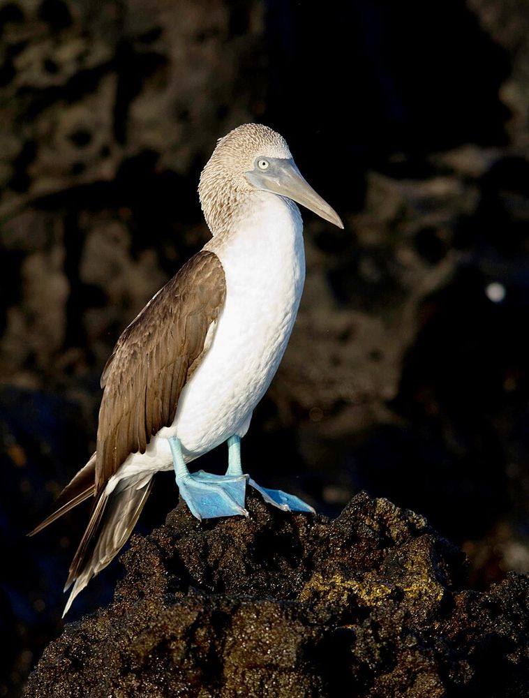"Blue-footed Booby, Isla Santa Cruz, Galápagos."  A bird that resembles a pelican stands on dark colored possibly volcanic rocks.  Its head and long neck is close to the body, with a white chest and darker wings, but distinctly blue feet.
CREDIT: Gramar Racher - Original photo on Flickr, via Wikimedia.