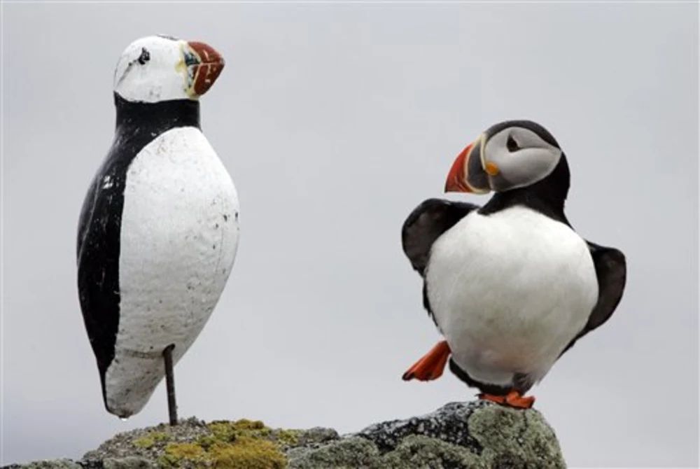 "An Atlantic puffin on Maine's on Eastern Egg Rock appears to imitate a decoy on July 9 by standing on one leg. Decoys were used to lure the gregarious birds ashore after they were re-introduced to the island following a 100-year absence."
CREDIT:  Robert F. Bukaty
