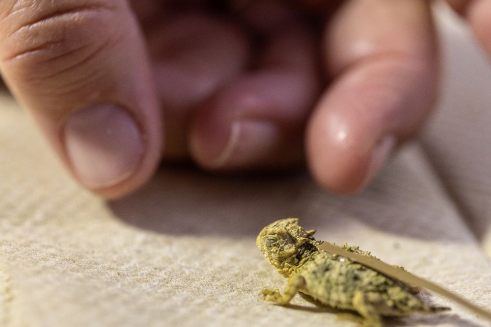 A baby Texas horned lizard with eyes shut is approached by a giant human hand, about to scoop it up.  It has a piece of bark on its back, and is yellow with dark patches.
CREDIT:  Fort Worth Zoo