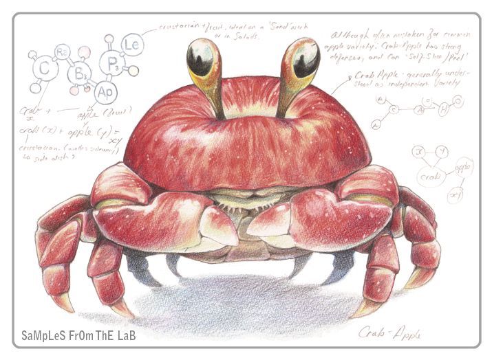 A red delicious apple with crab appendages, eyestalks, perfectly blended.  It's a hand-drawn cartoon that represents a visual pun for crab-apple.