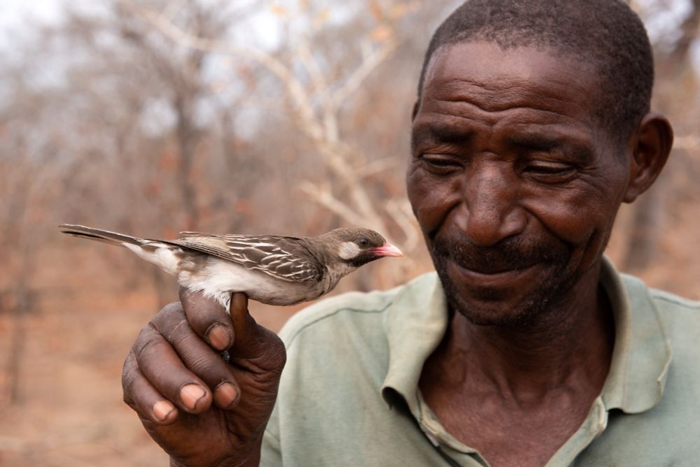 Taken from an NPR article on this topic, and I'm citing the photographer at the end of the thread.
A dark-skinned man in a polo shirt has his hand up in a loose fist, and a bird that resembles a very large sparrow with buff cheeks and a pink bill seems to lean into the area of the man's face.  The coloration on the bird is monochromatic:  dark flight feathers and 'beard'. lighter chest shading to white.

"Honeyguide birds in Tanzania and Mozambique discriminate among honey-hunters' calls, responding much more readily to local than to foreign calls. "
Credit: Claire Spottiswoode