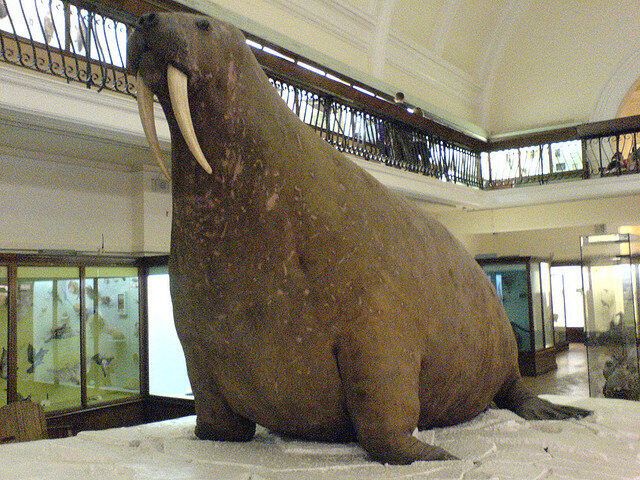 A giant walrus, the size of an elephant, sits on a fiberglass ice platform, in a display hall of a museum.  It has long white tusks and pebbly brown skin.
From Atlas Obscura:  "Walrus, standing proud (photograph by Tom Natt)"