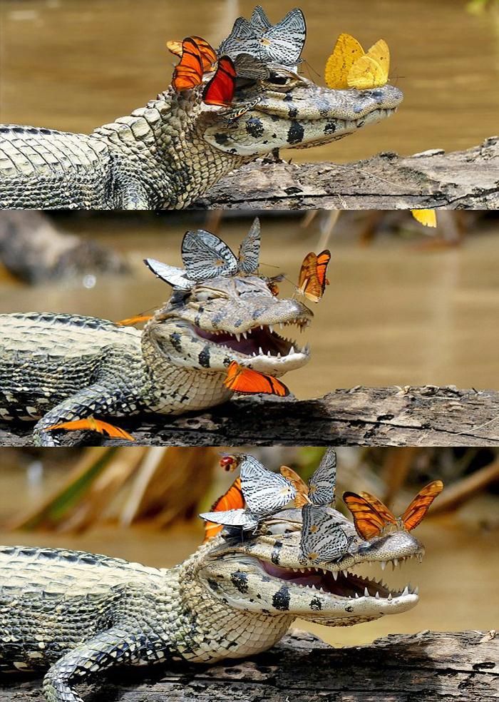 Three shots of a green-silver colored caiman wreathed in 4-6 colorful yellow and orange butterflies.  He blinks in two of the shots, looking delighted somehow, while the butterflies swarm his head.
CREDIT:  Mark Cowan.