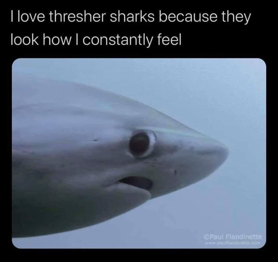 "I love thresher sharks because they look how I constantly feel." and a photo of a thresher shark from the side profile, showing only one eye, a slightly open mouth and snubby little nose.
I think there's a watermark that says Paul Flandinette?