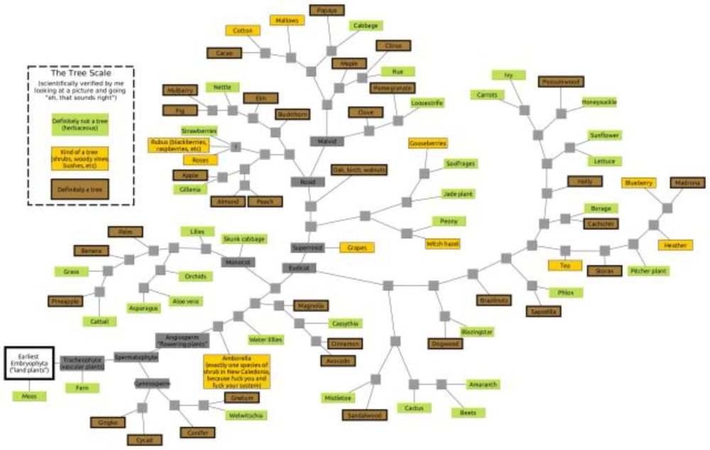 There’s no such thing as a tree (phylogenetically)