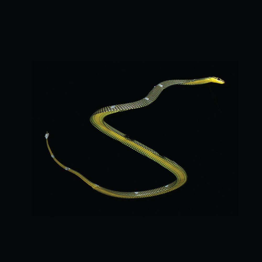 New 3-D model shows how the paradise tree snake uses aerial undulation to fly