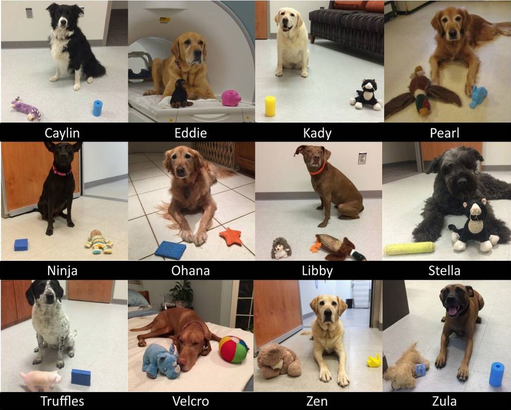 Figure 1:  "Individual dogs and their trained objects. All 12 dogs successfully trained to retrieve two objects using object names as verbal referents."

They're presented in a grid as adorable pups with their two trained objects.
