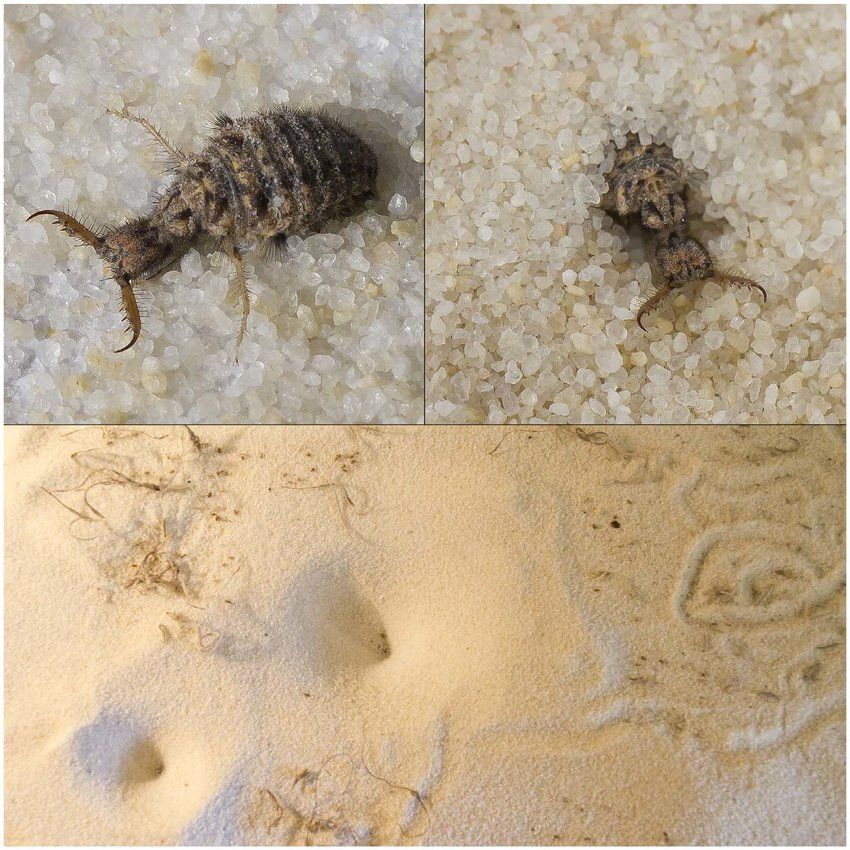 An antlion larva and their pit traps and paths in sand.