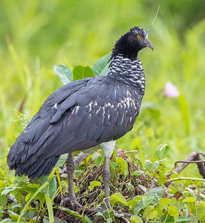 A dark bird with a chicken-like beak, tiny head, long flight feathers, a ruffed black and white neck and keen yellow-orange eye.  A strange stalk sticks up from just above the beak, reaching 1-2 inches long.  It stands on a generic clump of what I assume is floating vegetation, most of which is out of focus.

"Adult Horned Screamer (Anhima cornuta)
CREDIT:  Bradley Hacker, 01 Sep 2017 Cocha Blanco, Madre de Dios, Peru"