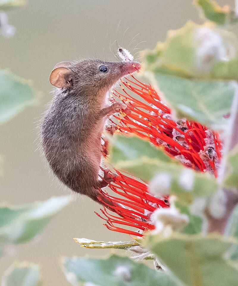 Honey Possum (Tarsipes rostratus) in Australia.  It looks like a sort of mouse or shrew, but with a longer nose, and intermediate sized ears, clinging lightly to flame-red flowers with some green leaves in the foreground.