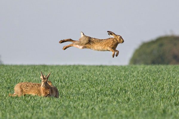 Two hares in a green field, one is leaping above the ground at an impressive height, legs trailing.

Photographer is unknown.  I found the image here:
https://myfrillyfreudianslip.wordpress.com/2020/10/04/10-6-mad-hatter-day-2020/