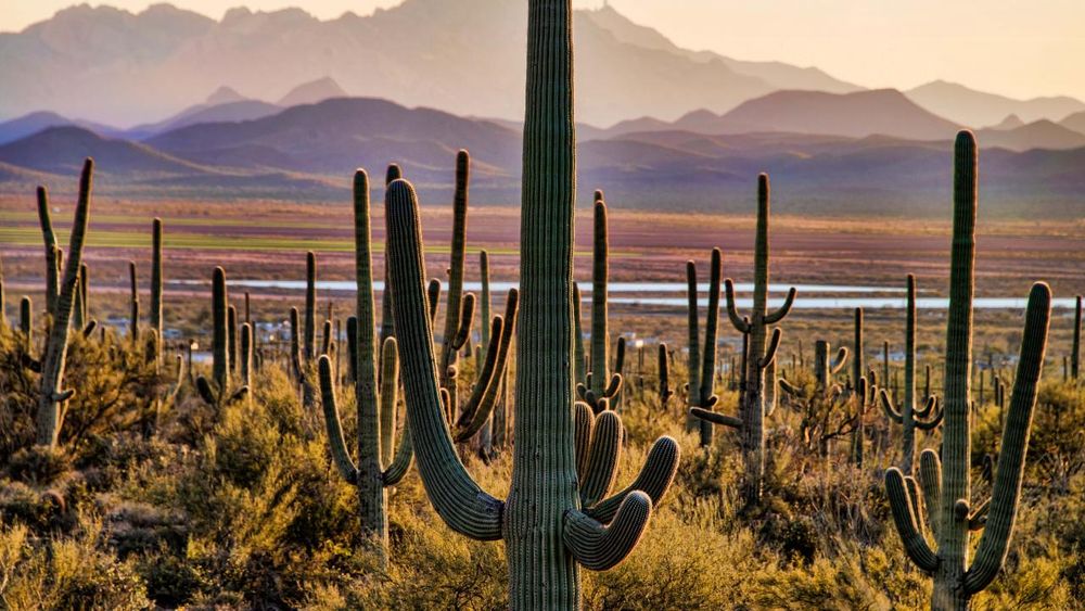 A beautiful stand of Saguaro cacti, in shades of pastel near sunset or sunrise.