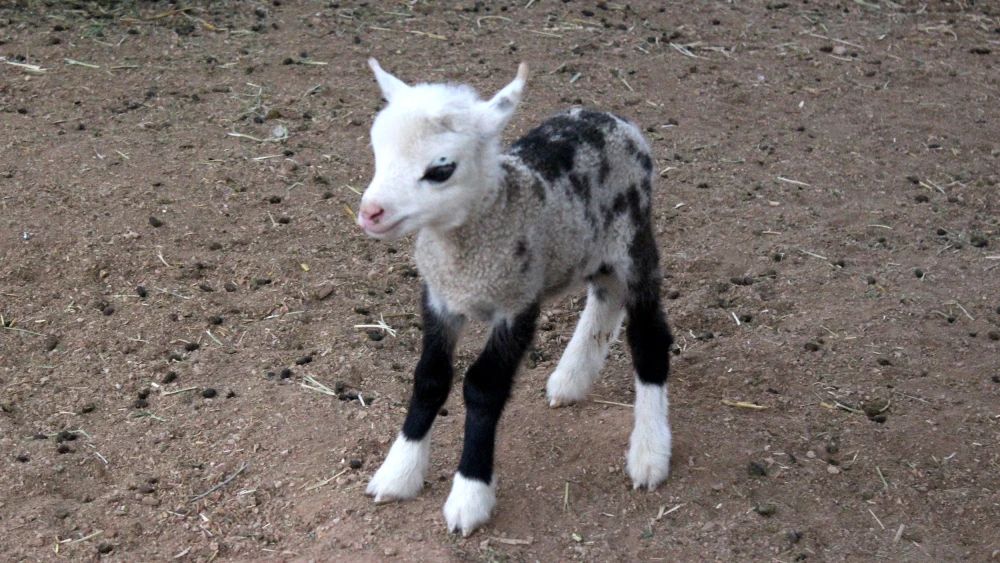 A geep, a sheep and goat hybrid