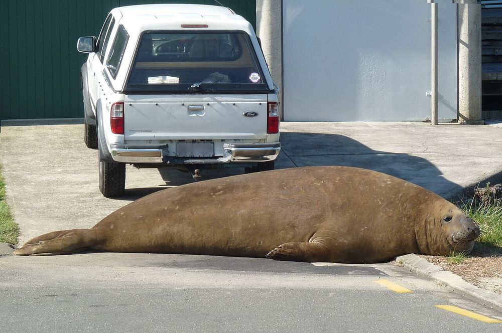 A massive seal the size of a full-sized van or small school bus lays on a driveway behind a white pickup truck parked in front of a house's green garage door.  The seal is laying full-body on the ground, chin resting on a patch of grass.

A southern elephant seal resting on the Whakatane River estuary, New Zealand. Nicknamed 'Momoa' by locals.
CREDIT:Air55, Wikimedia