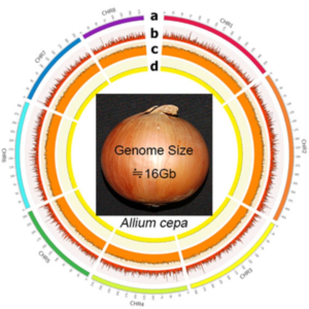 Peeling back the layers of the onion genome