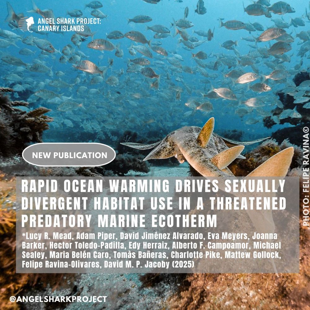 @sharkconservationfund @canbiocanarias @saveourseasfoundation @oceantrackingnetwork @wwfnederland @nercscience @deutsche_elasmobrancier_ges