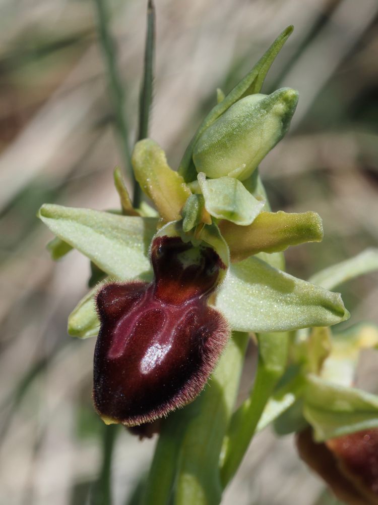 Orchid flower with a dark red labellum with two shiny stripes and hairs on the edge. The other petals are light green.