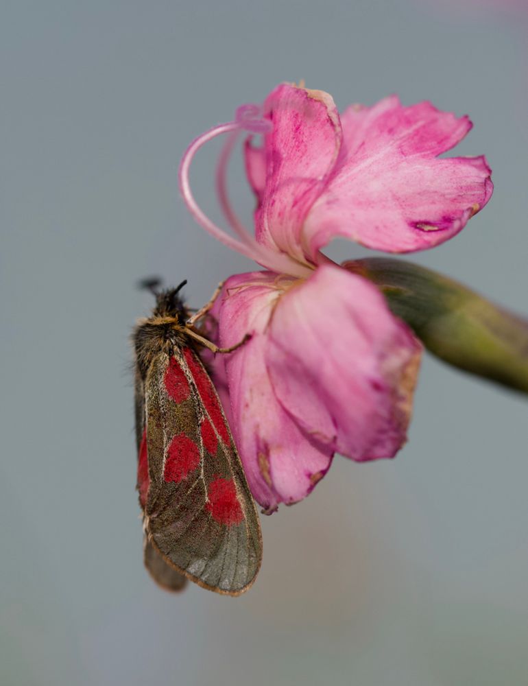 A butterfly with golden, slightly see through wings with red spots sitting on one petal of a a pink flower. Photographed from the side.