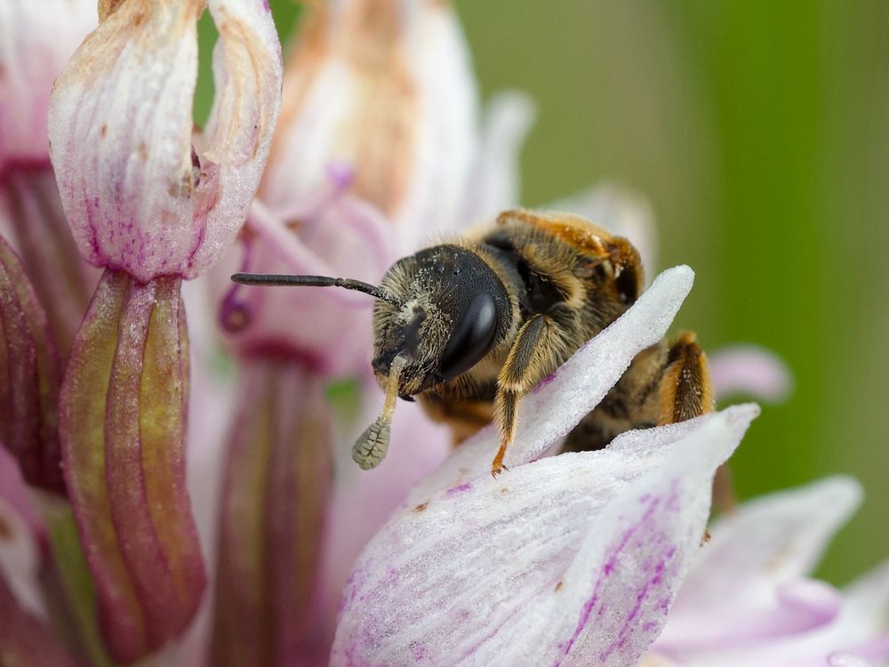 A solitary bee (I don't know the species) sitting on a monkeyorchid (Orchis simia) with a pollinion on its front