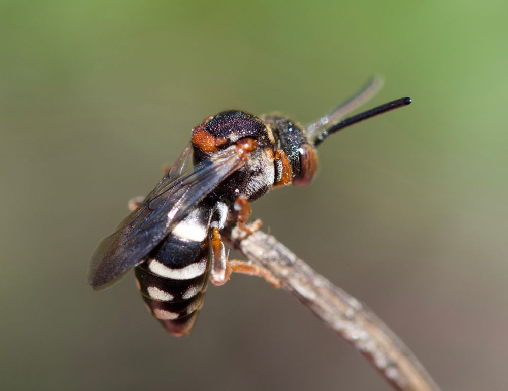 Lateral to back view of a solitary bee that sits on a small twig. The bee is black with brown feet and eyes. The abdomen has white patches.
