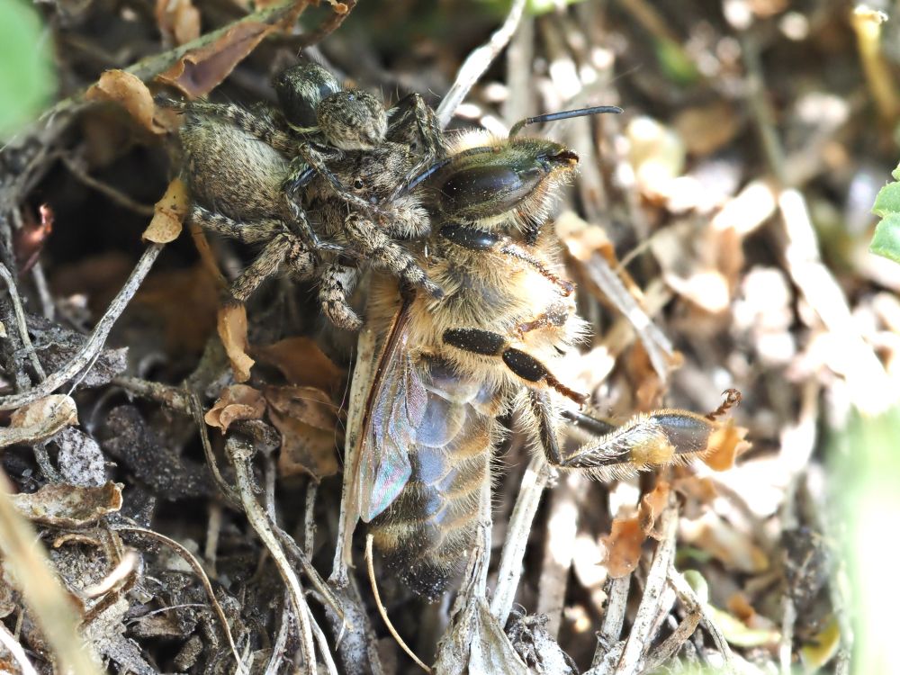 Dead honey bee caught by a (relatively) big grey female jumping spider. The male is on her and is probably trying to fertilise her.