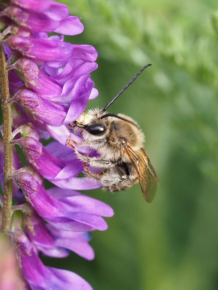 Lateral view of a male longhorn bee. The body is light brown and covered by hairs. It is clinging to the flower of a purple coloured tufted vetch and sucking the nectar. 