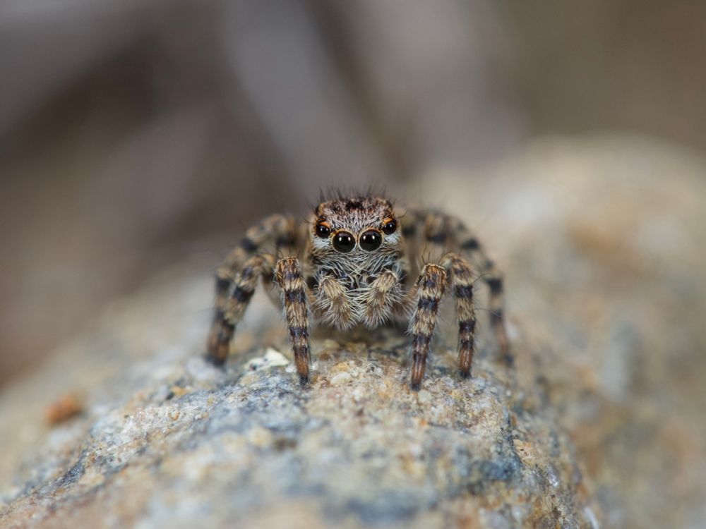 Jumping spider facing the camera generally brown in colour with rings of shades of brown on the legs. The front eyes have right and left white strikes extending to the side of the head. 