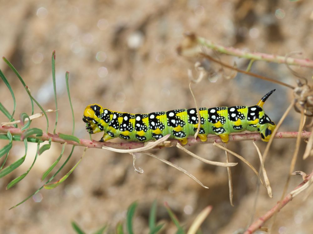 A lateral view of a green caterpillar with white spots surrounded by black. It has a brown and black spike at the end of its abdomen directed upwards. The head is light brown and black on top. It is sitting on a little twig of spurge. 
