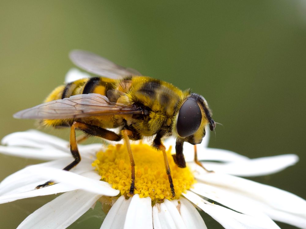 Lateral view of a hover fly sitting on a daisy-like flower with white petals and yellow stamen providing pollen. The fly is hairy with dark yellowish and black patches. The legs are yellow towards the body and black towards the feet. The eyes are dark brown as are the mouth parts.