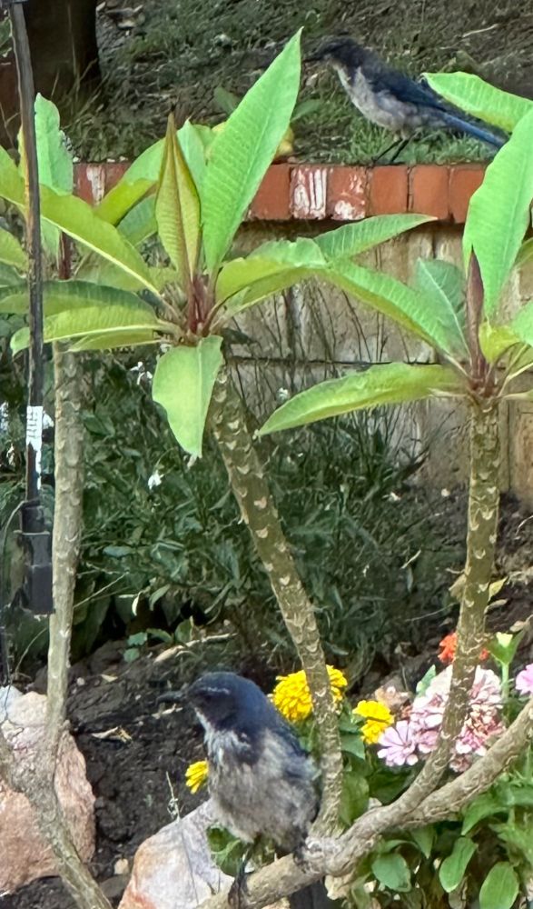 Two California scrub jays; one sitting on the branch of a plumeria, the other behind and above it sitting on a block wall. 