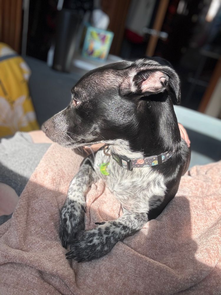 pluto my pup in the sun - he is my sunshine ☀️ 