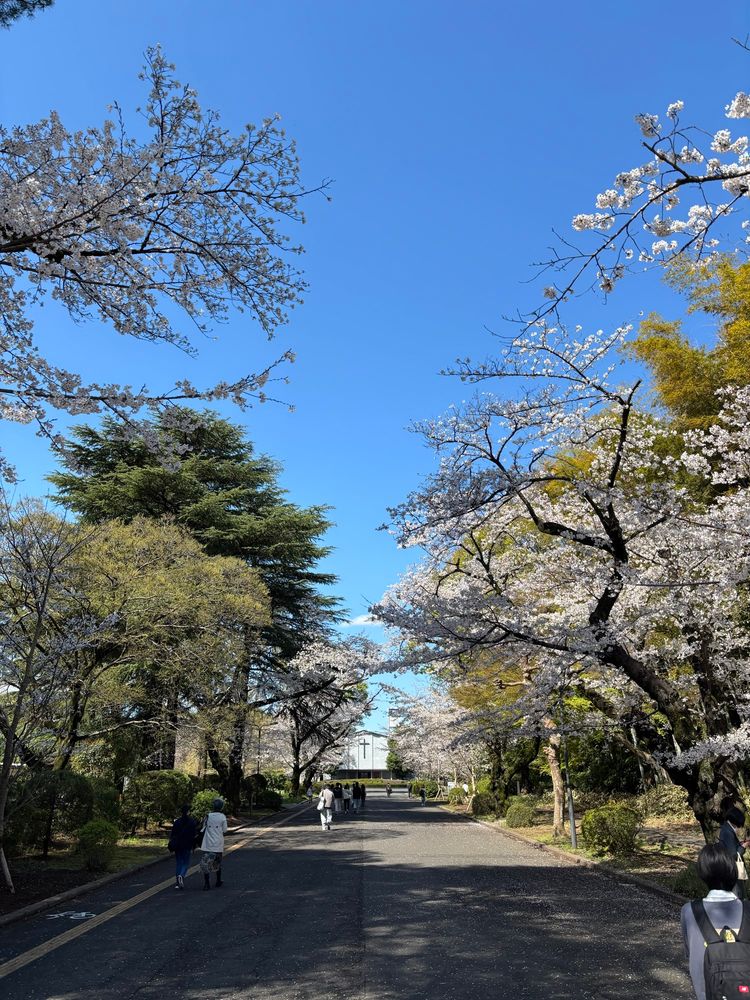 国際基督教大学において撮影した写真。緑と桜に囲まれた道を人が行き交っている。奥には礼拝堂が見える。