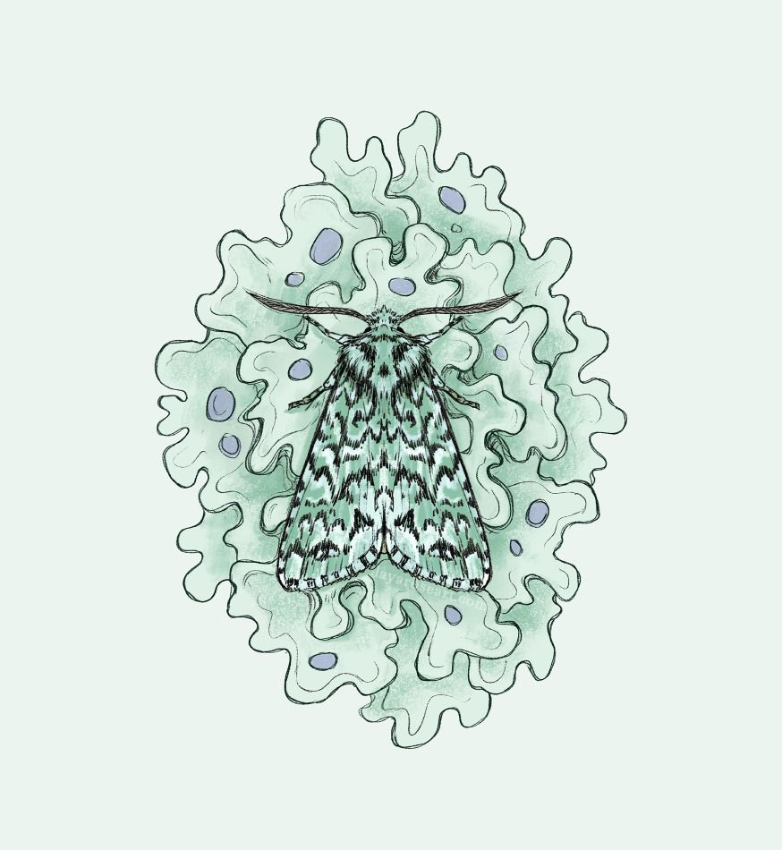 illustration of a moth sitting on some lichen, from above. The moth is minty green with black and white patterns. The lichen is a bit more stylised pale green and has purplish spots.