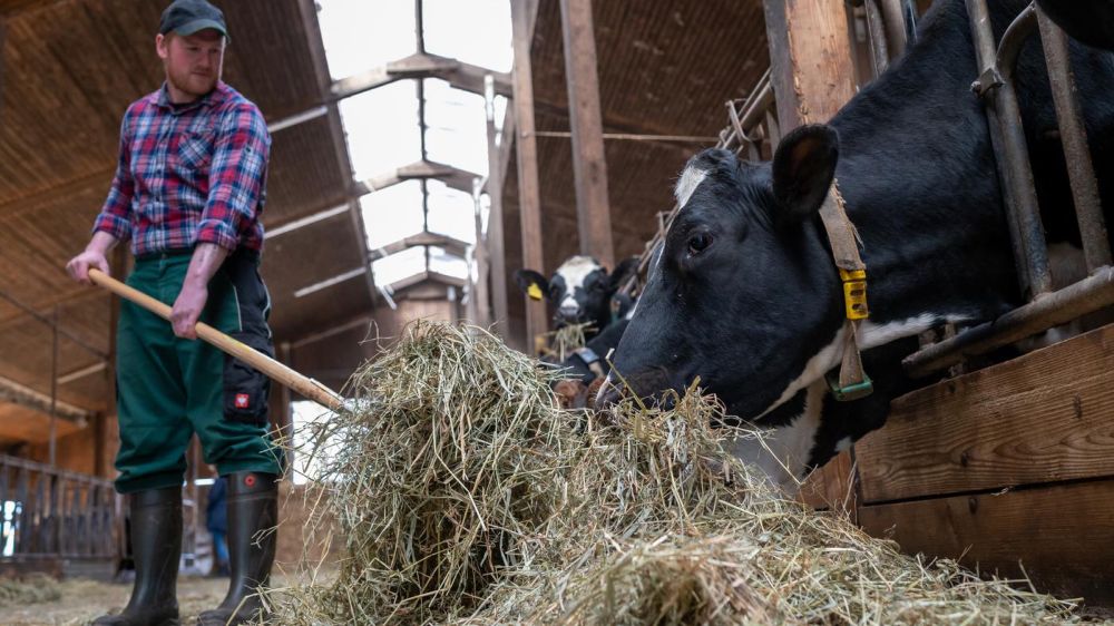 Milch ist Klimagift: Algen und Kuh-Toiletten verbessern die Umweltbilanz von Rindern