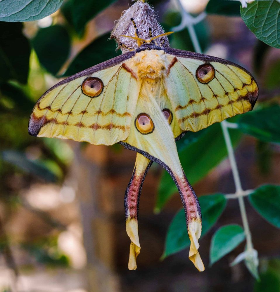a dorsal view of a Comet Moth