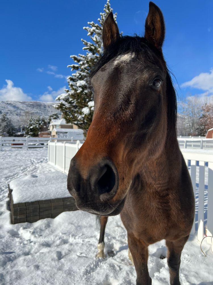 Bay horse in the snow on a sunny day