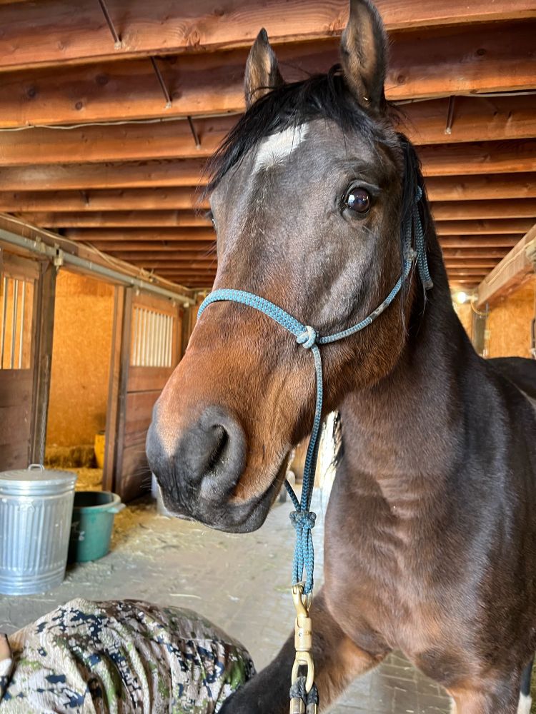 Bay horse named Shaq getting his toes trimmed acting very well for the farrier. Noting his thick winter coat growing in.