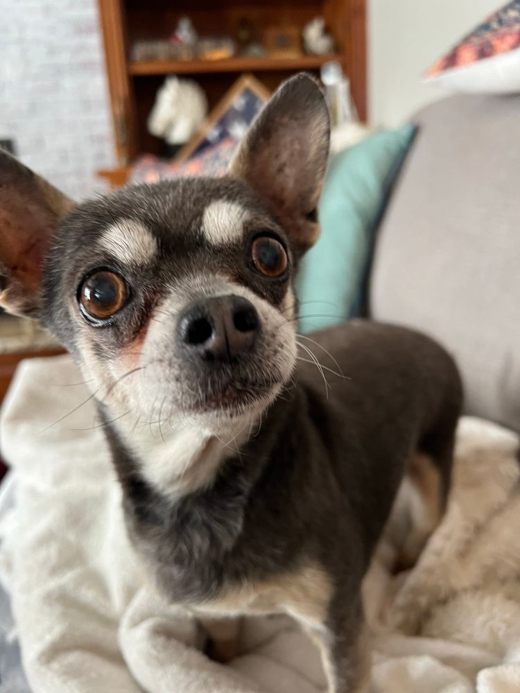 Photo of blue colored Chihuahua standing on sofa.