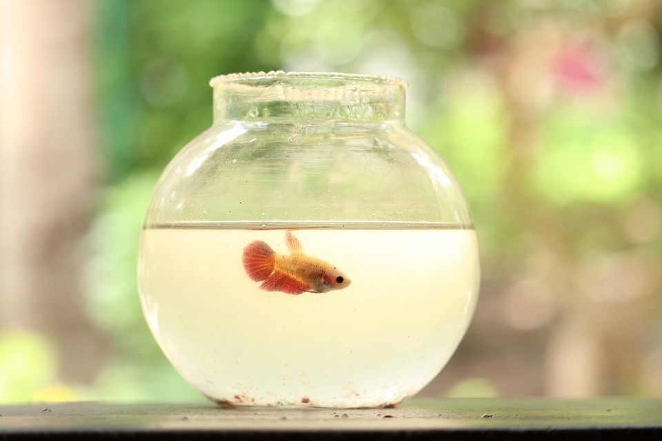 Fisch in einem Fischglas