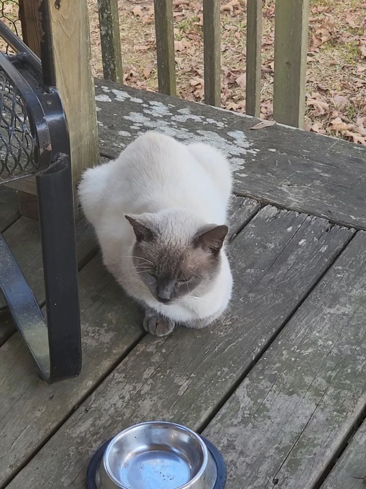 A cream-colored cat with dark grey markings on his tail, paws, and face is laying down with one front paw tucked underneath his chest while looking down. He is positioned next to a wrought iron chair on a wooden porch while facing the camera, there is an empty metal food dish in front of him.